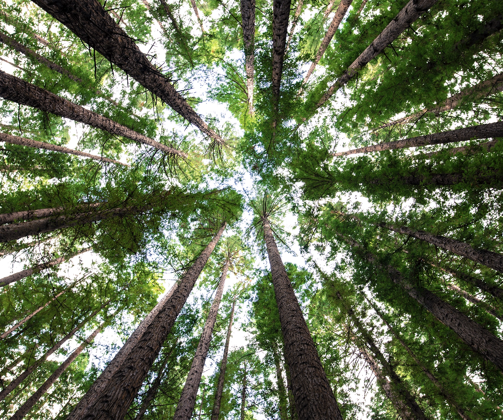 Sunlit evergreen forest, representing environmental sustainability